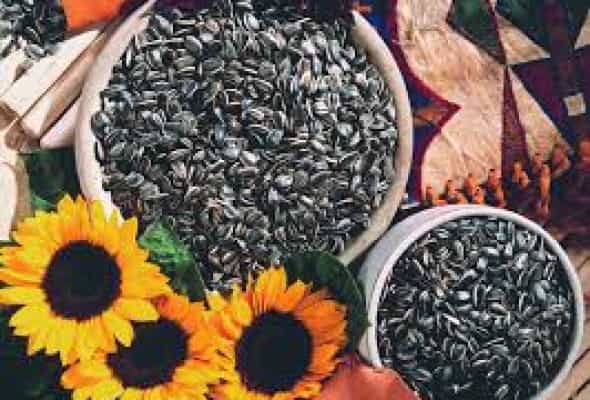 Qara tum 100 qr - 