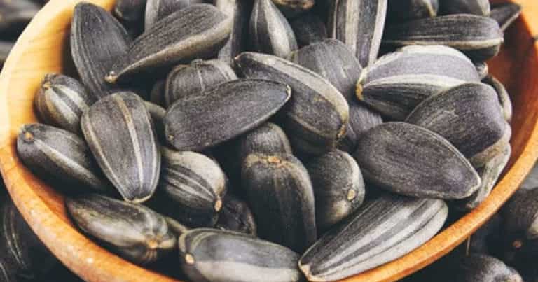 Semiçka - 